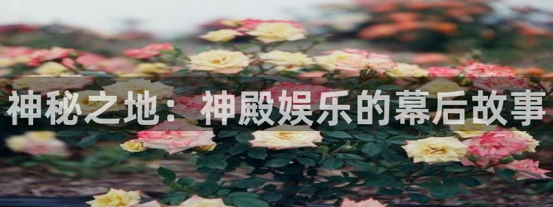 辉达平台app官网下载